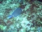 sea126_small.jpg