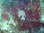 sea127_small.jpg