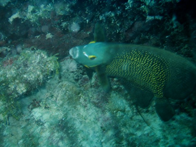 sea132.jpg