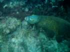 sea132_small.jpg
