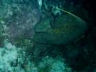 sea133_small.jpg
