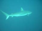 sea134_small.jpg