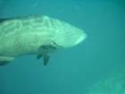 sea135_small.jpg
