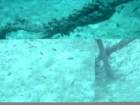 sea137_small.jpg