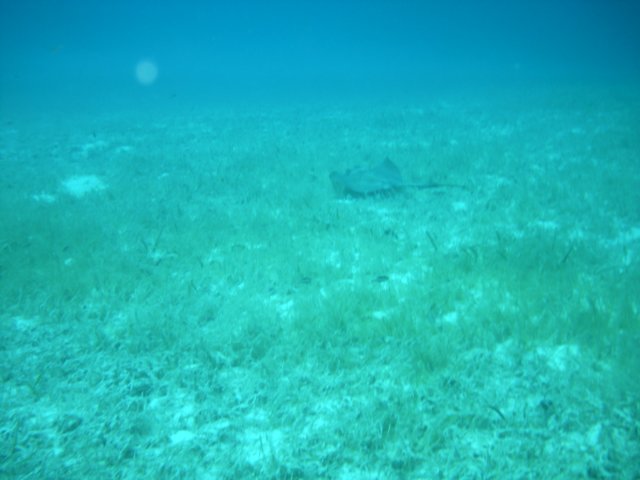 sea138.jpg