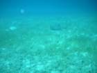 sea138_small.jpg
