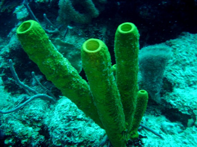 sea142.jpg