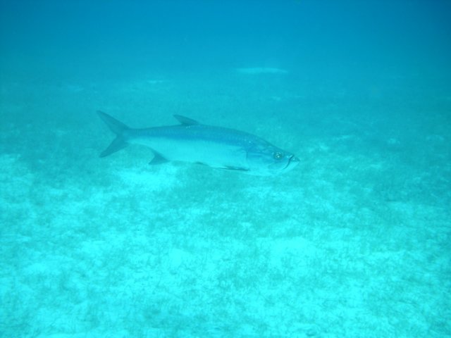 sea145.jpg