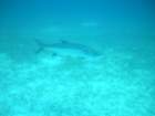 sea145_small.jpg