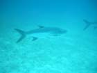sea146_small.jpg