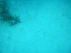 sea147_small.jpg