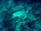 sea148_small.jpg