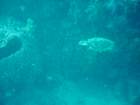 sea149_small.jpg