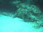 sea150_small.jpg