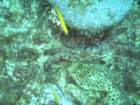 sea152_small.jpg