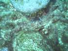 sea153_small.jpg