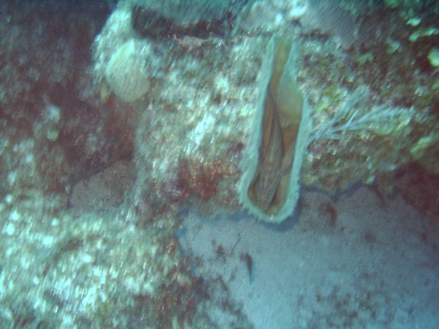 sea155.jpg