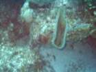 sea155_small.jpg