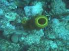 sea158_small.jpg