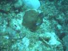 sea159_small.jpg