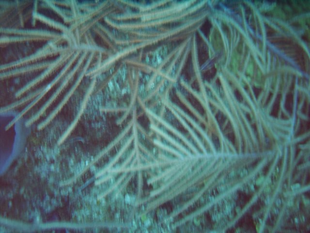 sea160.jpg