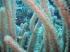 sea161_small.jpg