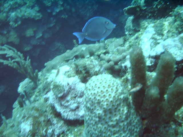 sea163.jpg