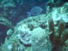 sea163_small.jpg