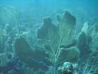 sea164_small.jpg