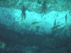 sea165_small.jpg