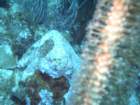 sea166_small.jpg