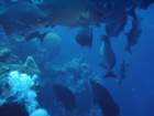 sea169_small.jpg