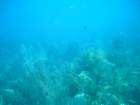 sea172_small.jpg