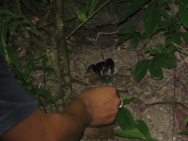 tikal28.jpg
