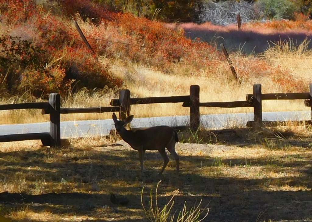 deeroutsidevisitorcenter.jpg