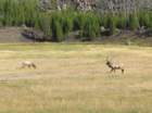 yellowstone025_small.jpg