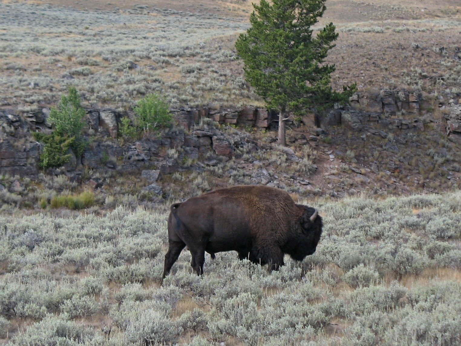 yellowstone099.jpg