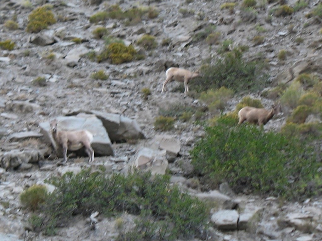 yellowstone106.jpg