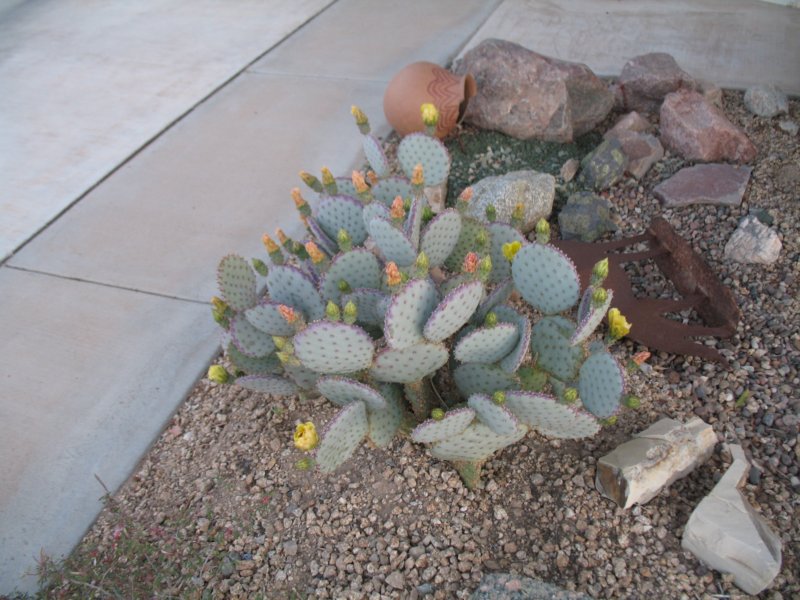 cactus003.jpg