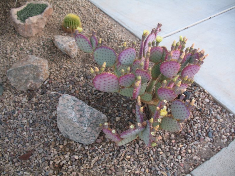 cactus004.jpg