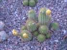 cactus006_small.jpg