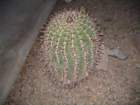 cactus008_small.jpg
