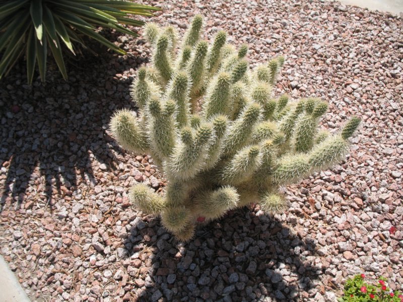 cactus010.jpg