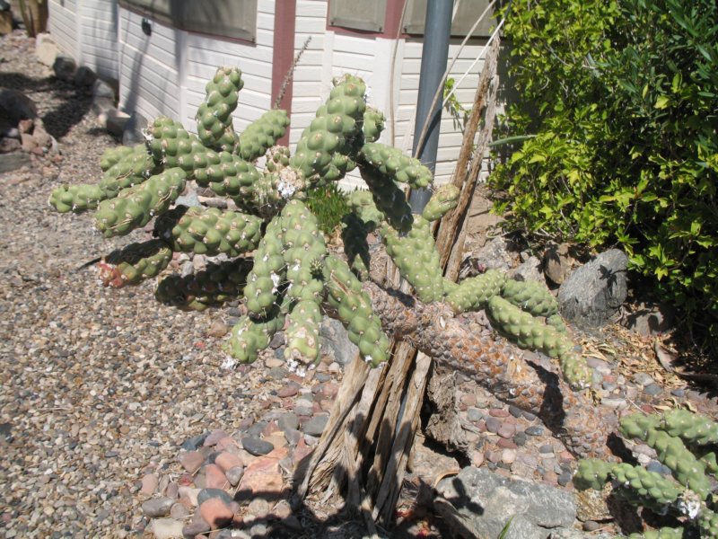 cactus011.jpg