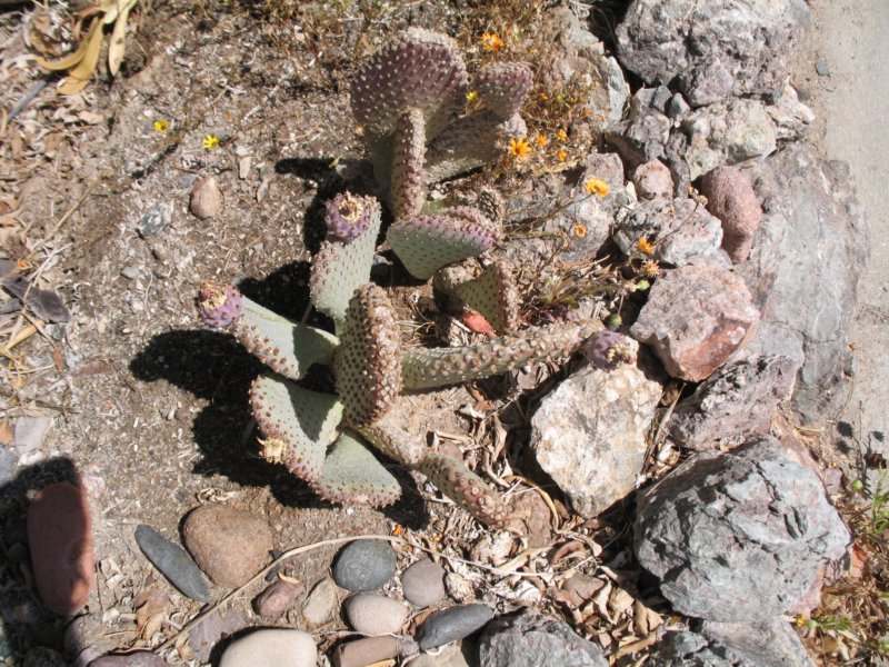 cactus012.jpg