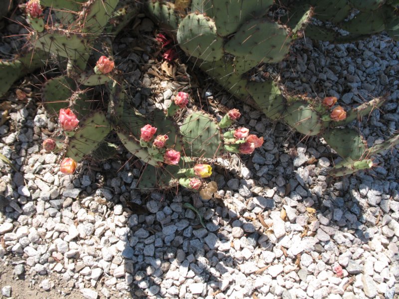 cactus013.jpg