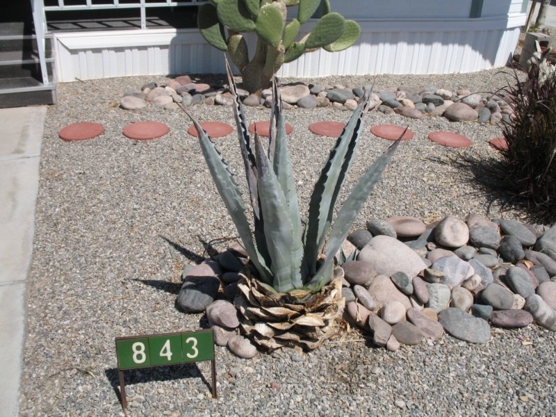cactus016.jpg