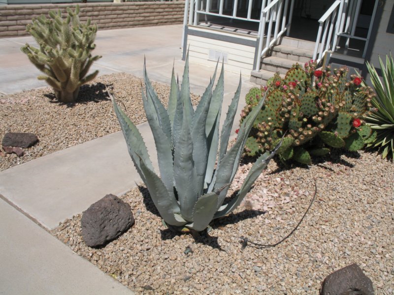 cactus018.jpg