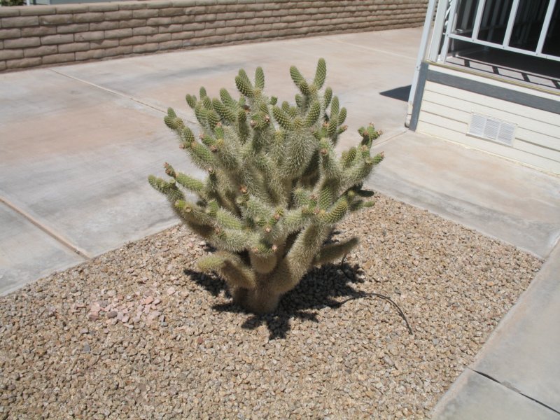 cactus019.jpg