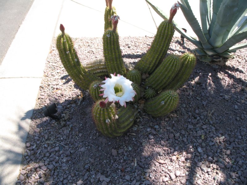 cactus023.jpg